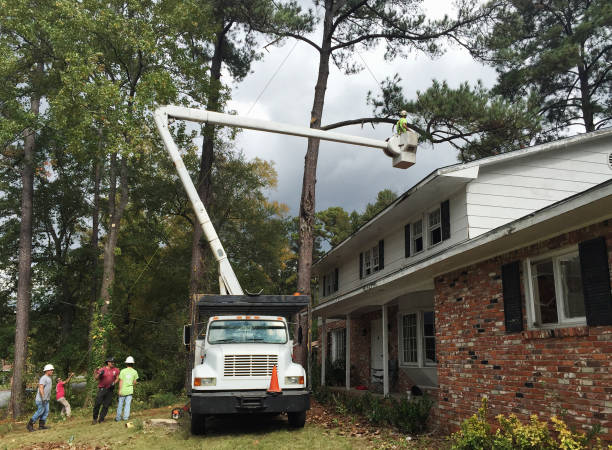 Professional Tree Care in Oxon Hill, MD