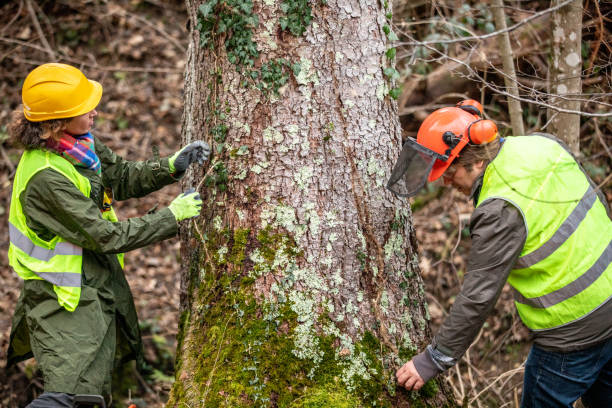 How Our Tree Care Process Works  in  Oxon Hill, MD
